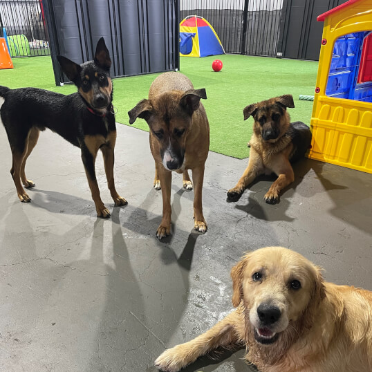 Doggy Daycare Jason Harris Dog Training