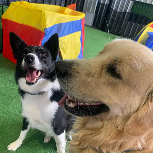 Doggy Daycare Jason Harris Dog Training