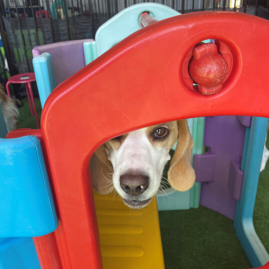 Doggy Daycare Jason Harris Dog Training