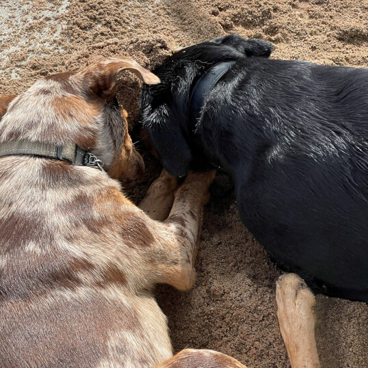Doggy Daycare Jason Harris Dog Training