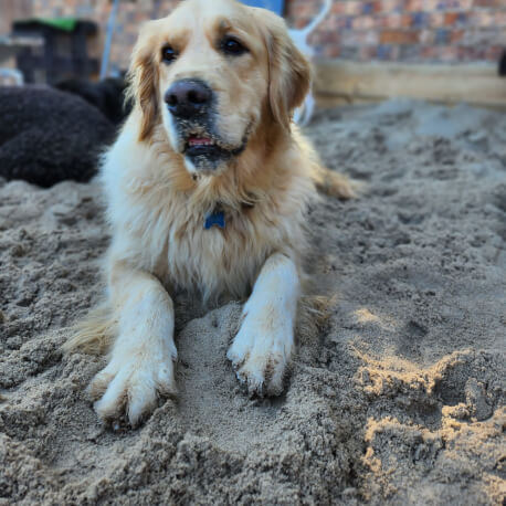 Jason Harris Dog Training Port Macquarie