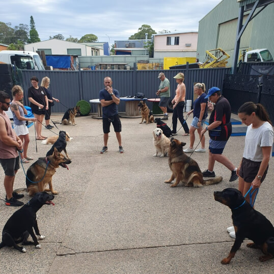 Jason Harris Dog Training Port Macquarie