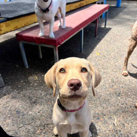 Jason Harris Dog Training Port Macquarie