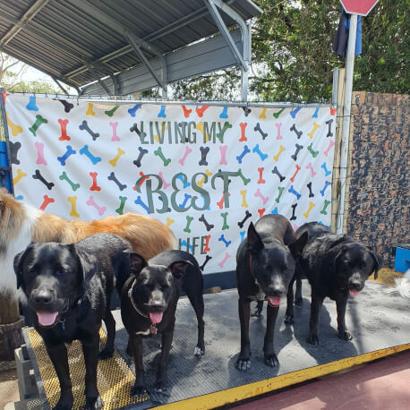 Jason Harris Dog Training Port Macquarie