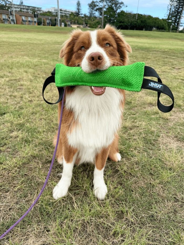 Jason Harris Dog Training Port Macquarie