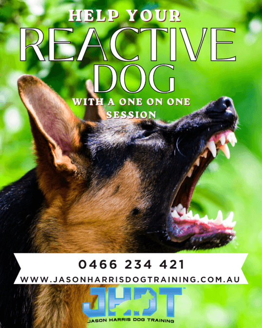 Jason Harris Dog Training Port Macquarie