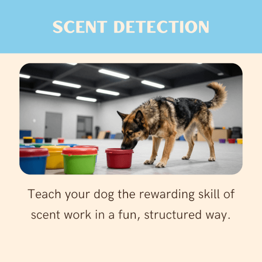 Jason Harris Dog Training Port Macquarie