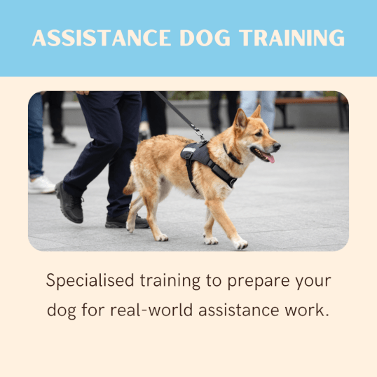 Jason Harris Dog Training Port Macquarie