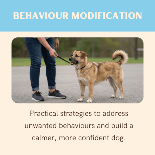 Jason Harris Dog Training Port Macquarie