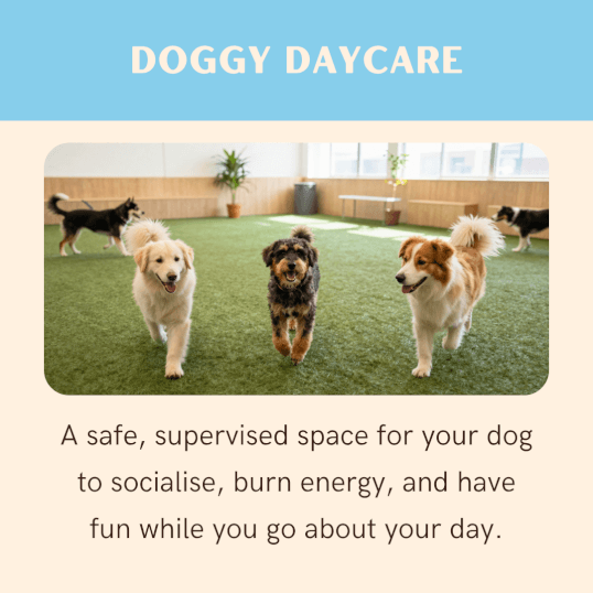 Jason Harris Dog Training Port Macquarie