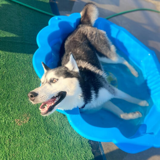 DOGGY DAYCARE