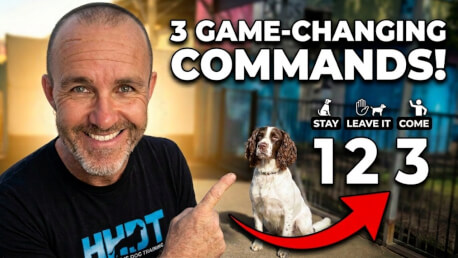 Jason Harris Dog Training Port Macquarie