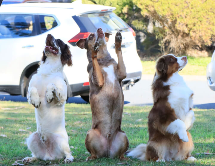 Jason Harris Dog Training Port Macquarie