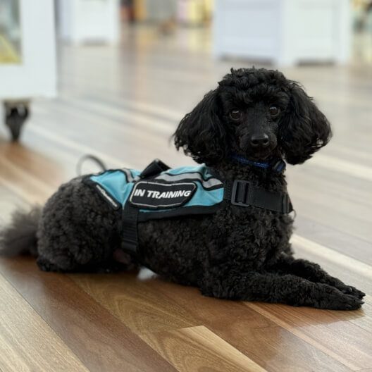ASSISTANCE DOG TRAINING