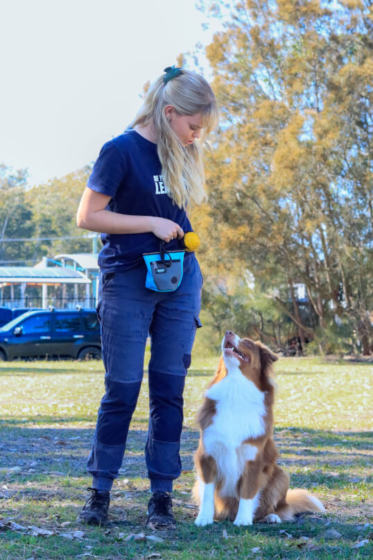 Jason Harris Dog Training Port Macquarie