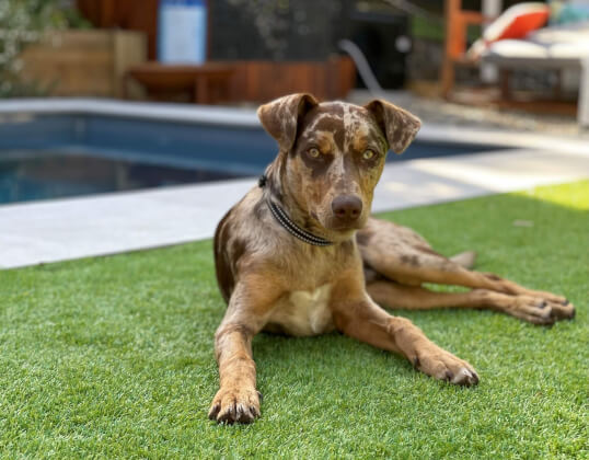 Jason Harris Dog Training Port Macquarie