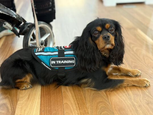 Jason Harris Dog Training Port Macquarie