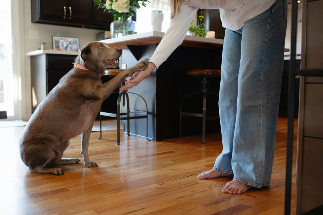 Jason Harris Dog Training Port Macquarie
