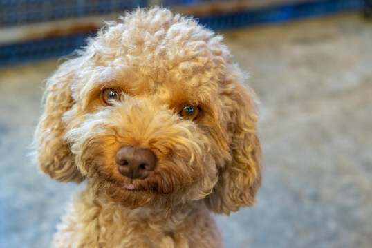 Jason Harris Dog Training Port Macquarie