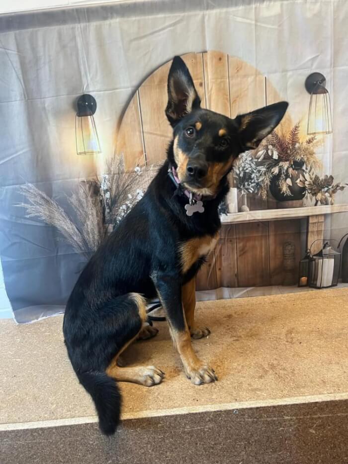 Jason Harris Dog Training Port Macquarie