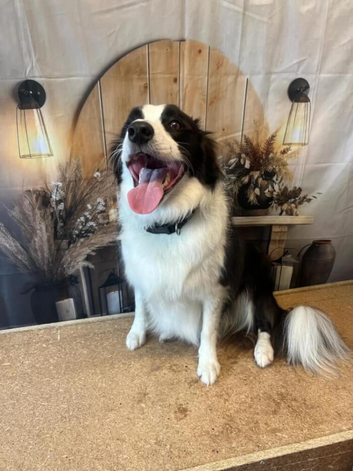 Jason Harris Dog Training Port Macquarie