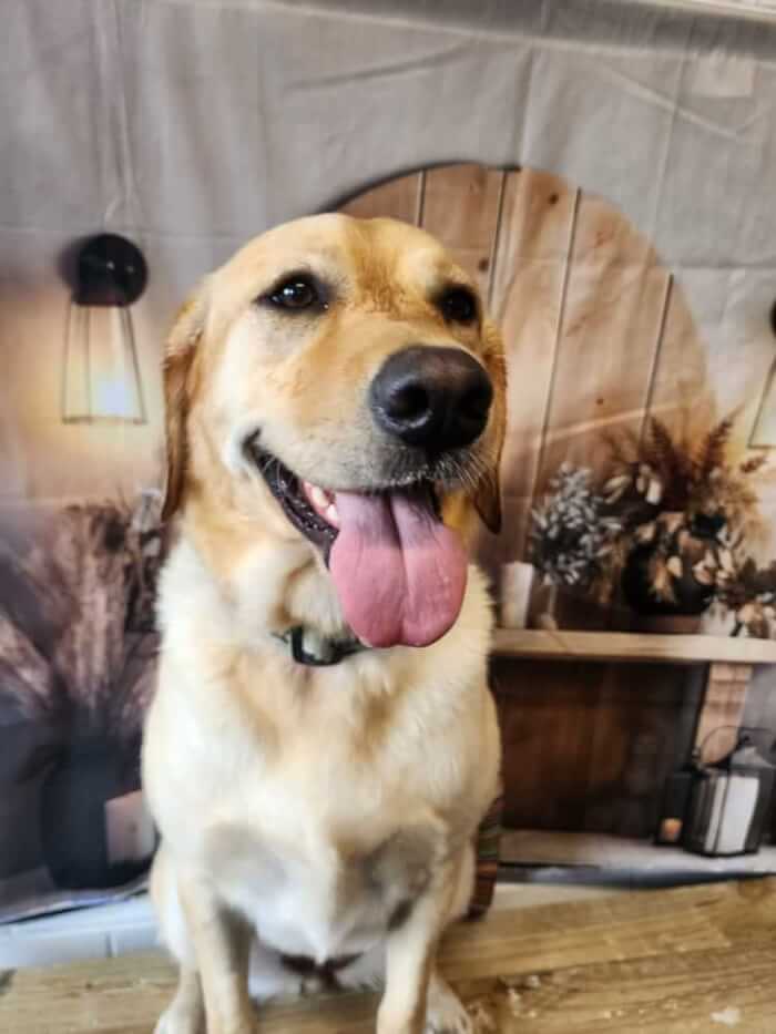 Jason Harris Dog Training Port Macquarie