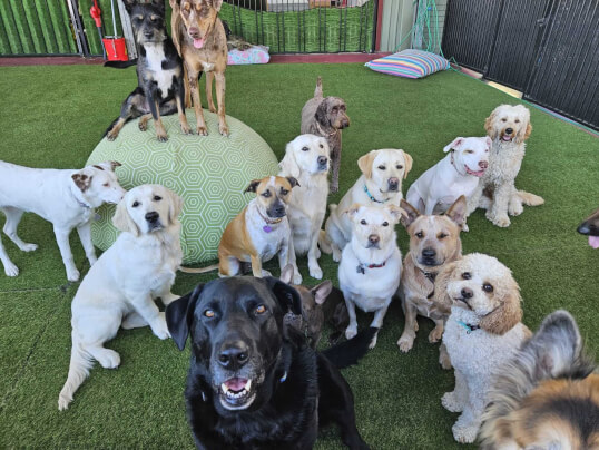 Jason Harris Dog Training Port Macquarie