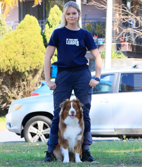 Jason Harris Dog Training Port Macquarie